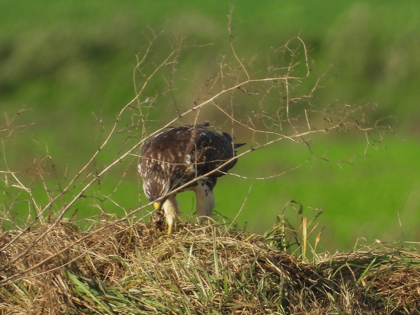 Wel of geen ruigpootbuizerd?